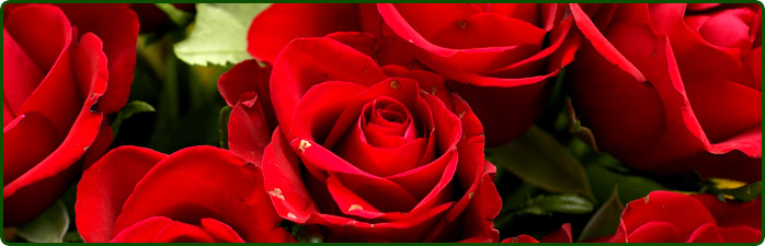 welcome Roses from Sansar chand kapoor